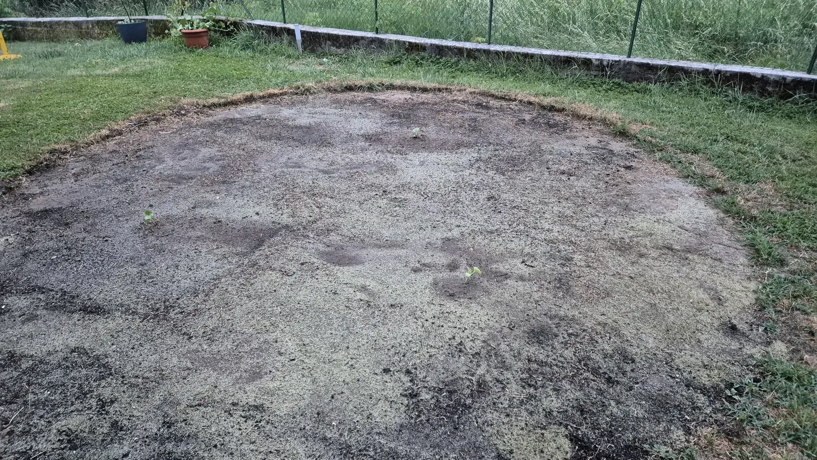 Un’aiuola rotonda di terra circondata dal prato, con piccole piantine di melone giallo