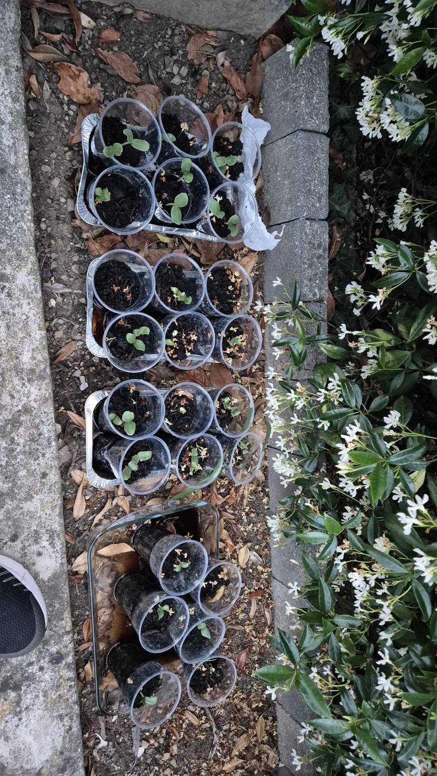 Piccole piantine di melone giallo in vasetti trasparenti, raccolti in vaschette lungo il bordo del giardino